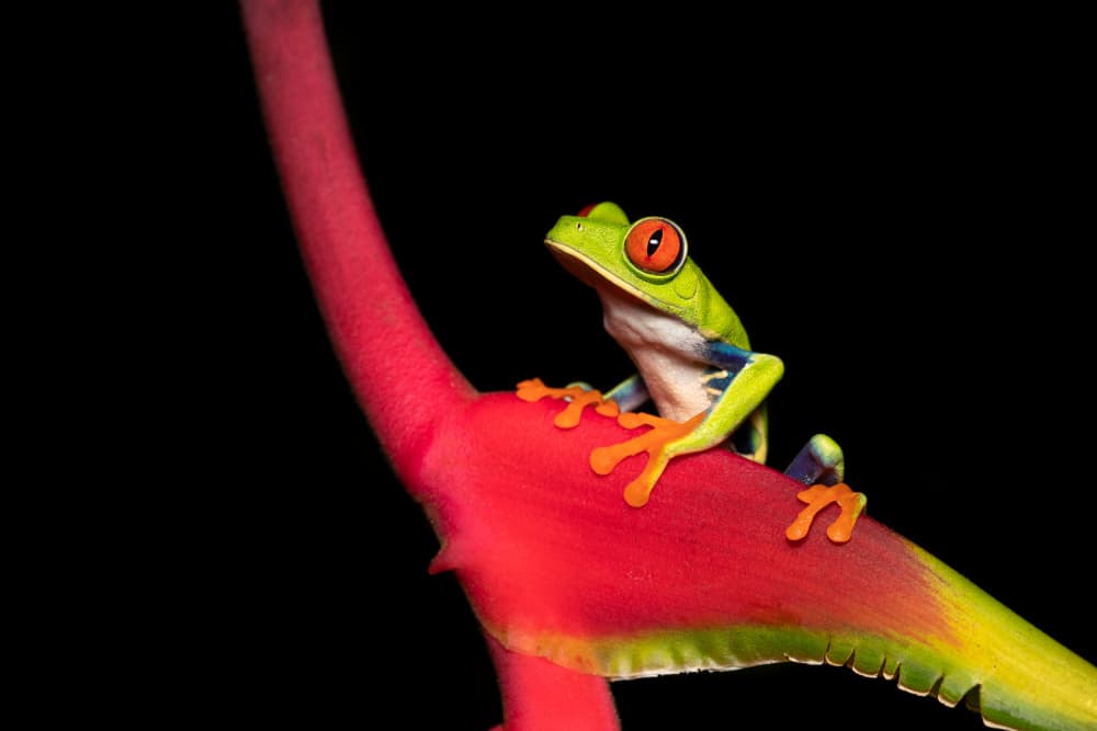 Vibrant Red-Eyed Frog by Milan Zygmunt — canvas wall art