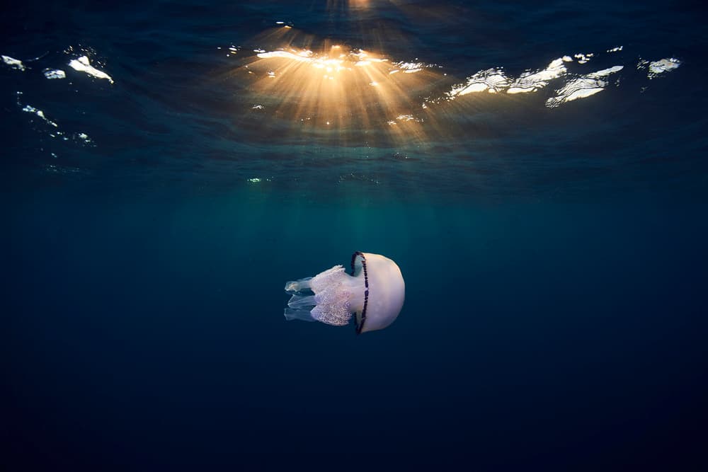 Sunlit Ocean Jellyfish by Davide Lopresti — canvas wall art