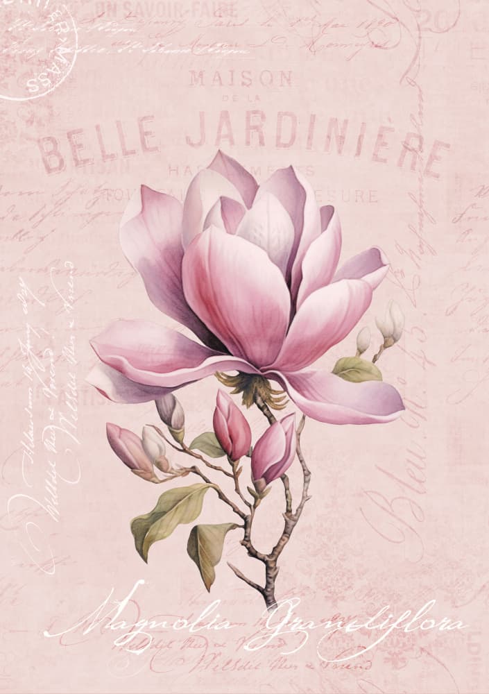 Elegant Pink Magnolia by Andrea Haase — canvas wall art