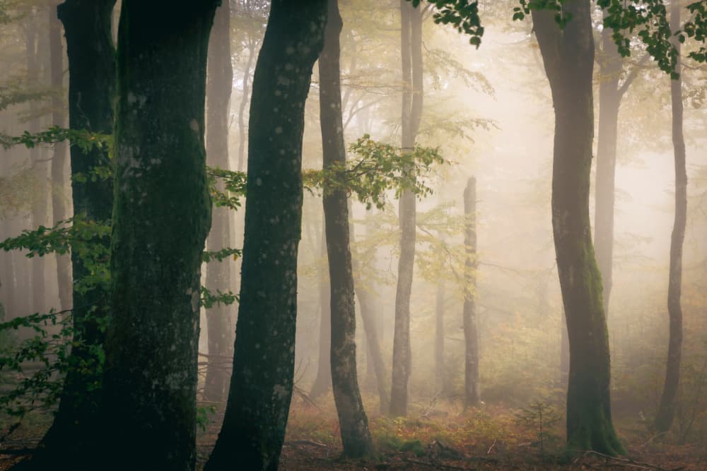 Misty Forest Morning by Stephanie Kleimann — canvas wall art