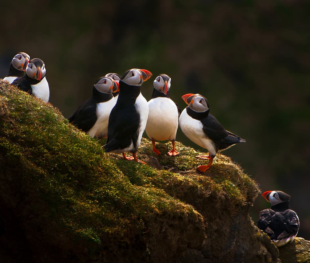 Puffin Colony on Mossy Cliff by Erik Engström — canvas wall art