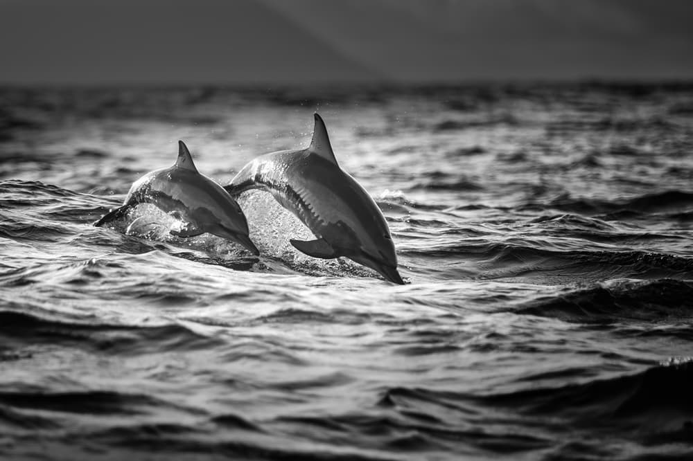 Dolphins Leaping Ocean by Gunarto Song — canvas wall art