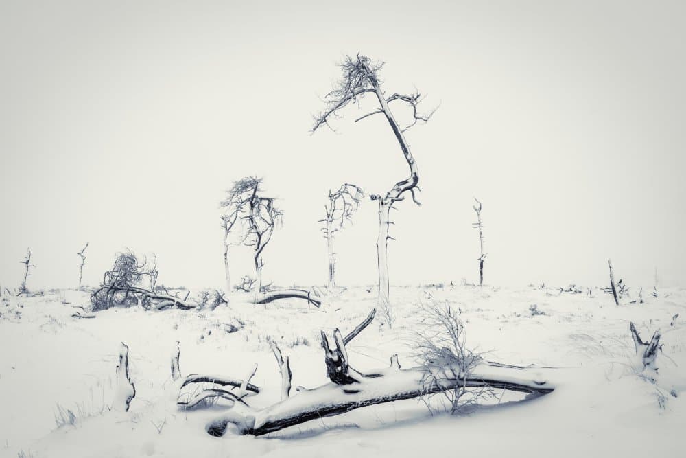 Stark Winter Landscape by Adrian Popan — canvas wall art