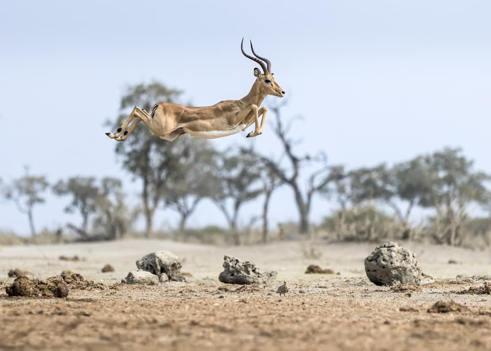 Leaping Impala by Clint Ralph — canvas wall art