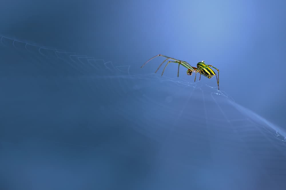 Green Striped Spider Web by Edy Pamungkas — canvas wall art
