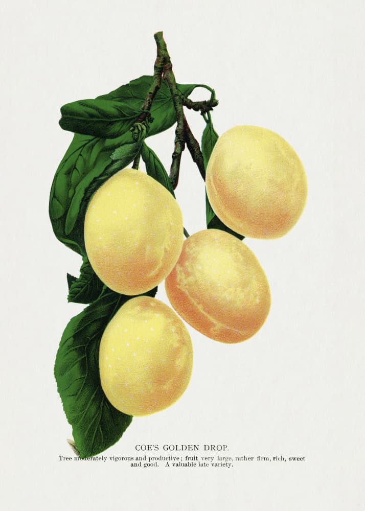 Coe's Golden Drop Plum Lithograph by Botanical Specimen Rochester Lithographing — canvas wall art