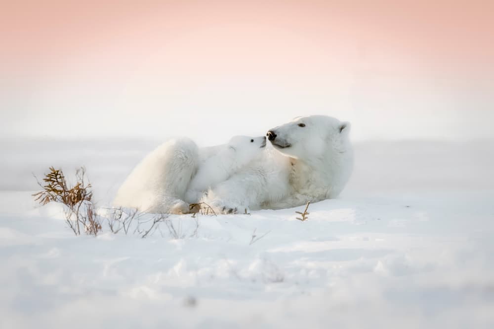 Arctic Mother and Cub by Fion Wong — canvas wall art