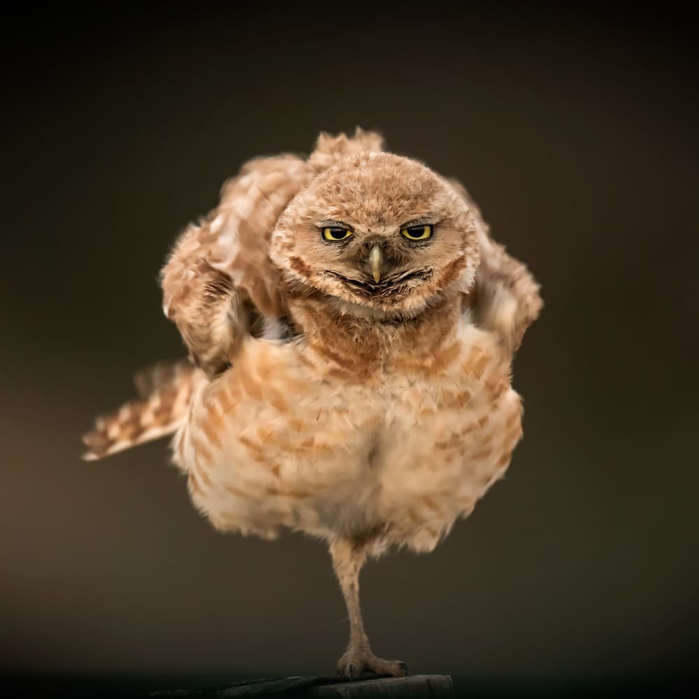 Grumpy Little Owl by David H Yang — canvas wall art