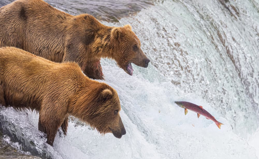Grizzly Salmon Hunt by Yanny Liu — canvas wall art