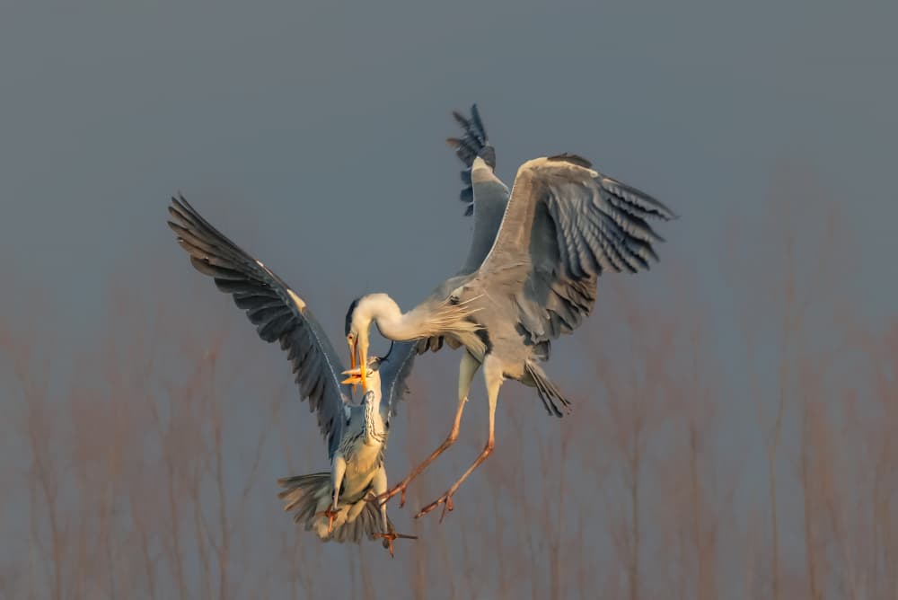 Herons Midair Confrontation by Richard Li — canvas wall art