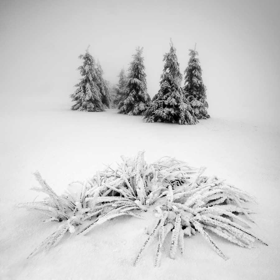 Misty Winter Trees by Daniel Řeřicha — canvas wall art