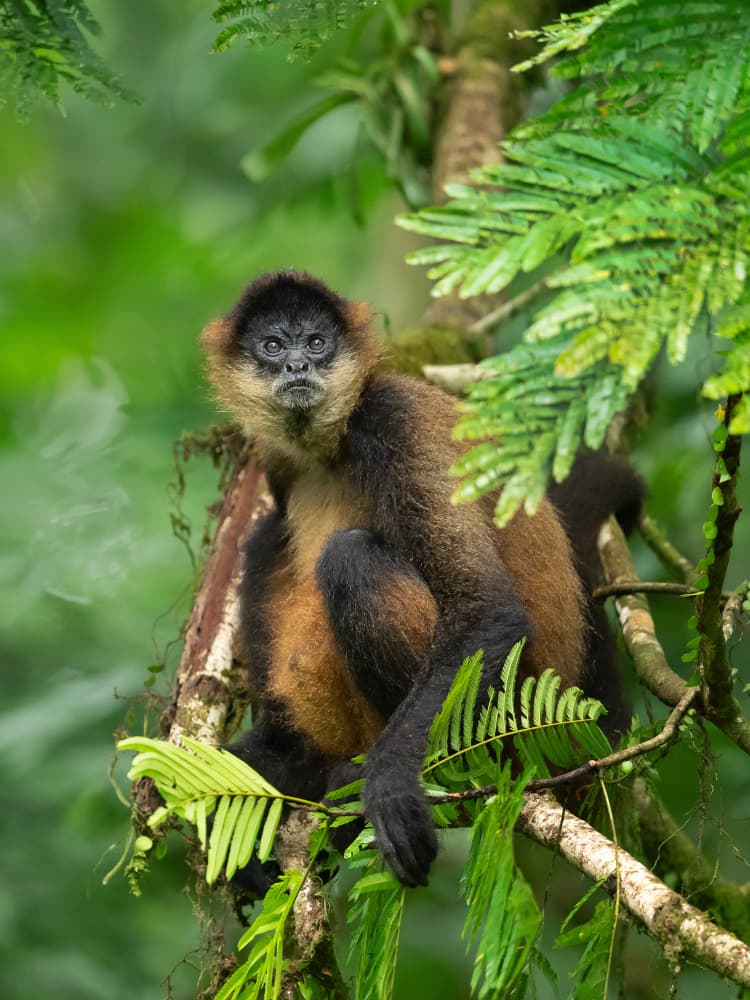 Curious Jungle Monkey by Milan Zygmunt — canvas wall art