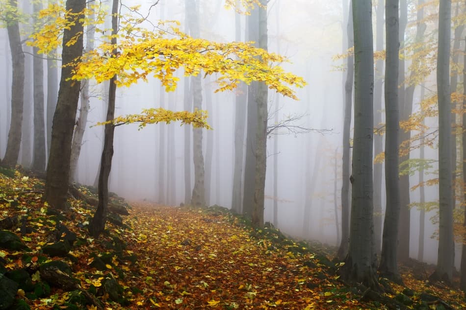 Misty Autumn Path by Martin Rak — canvas wall art