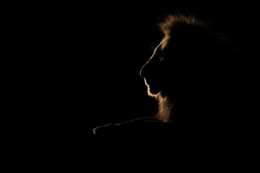 Golden Lion Profile by Raffi Bashlian — canvas wall art