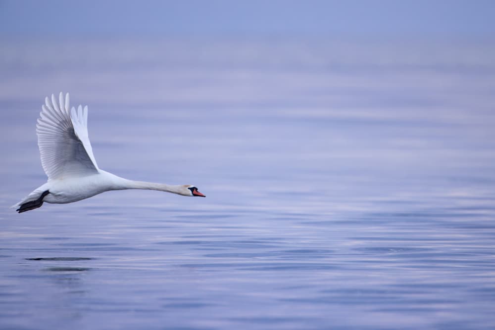 Mute swan flying low over the ocean by Magnus Renmyr — canvas wall art