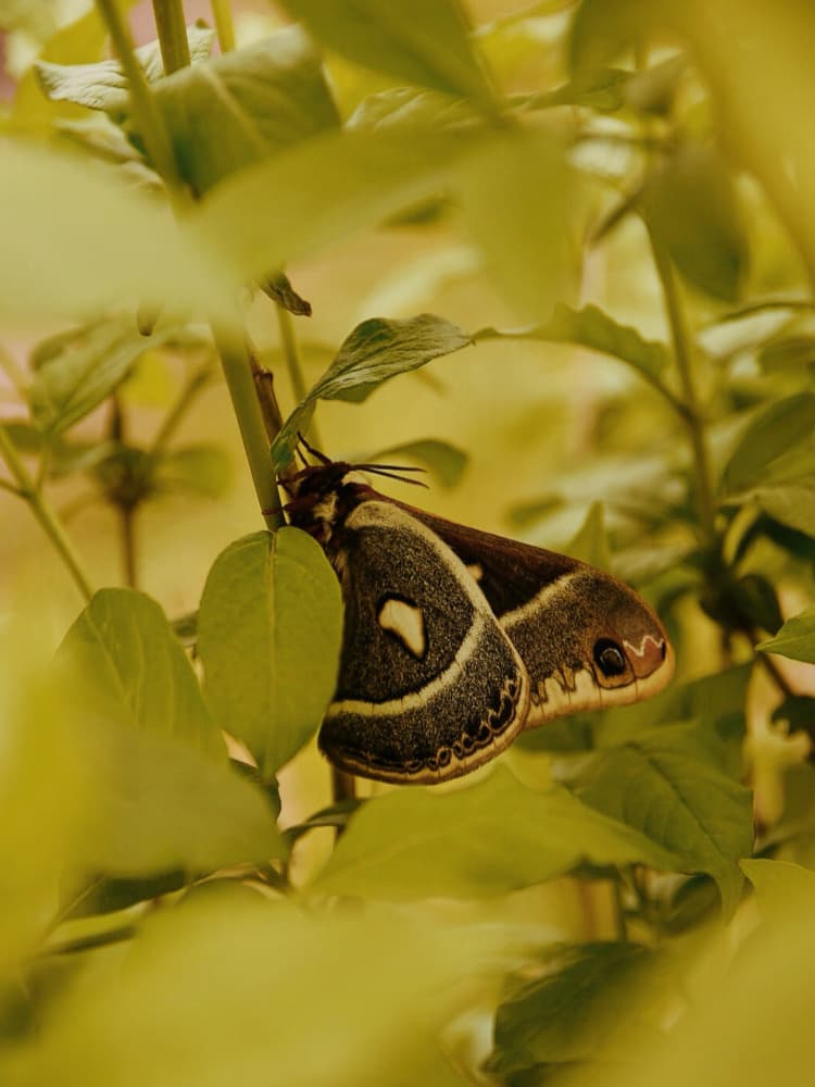 Elegant Moth on Leaves by Del Mundo Imagery — canvas wall art