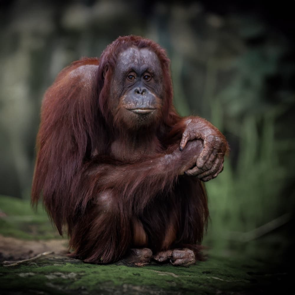 Thoughtful Orangutan Gaze by David Bennion — canvas wall art