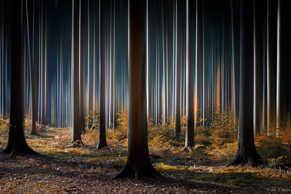 Mystical Forest Light by Carsten Meyerdierks — canvas wall art
