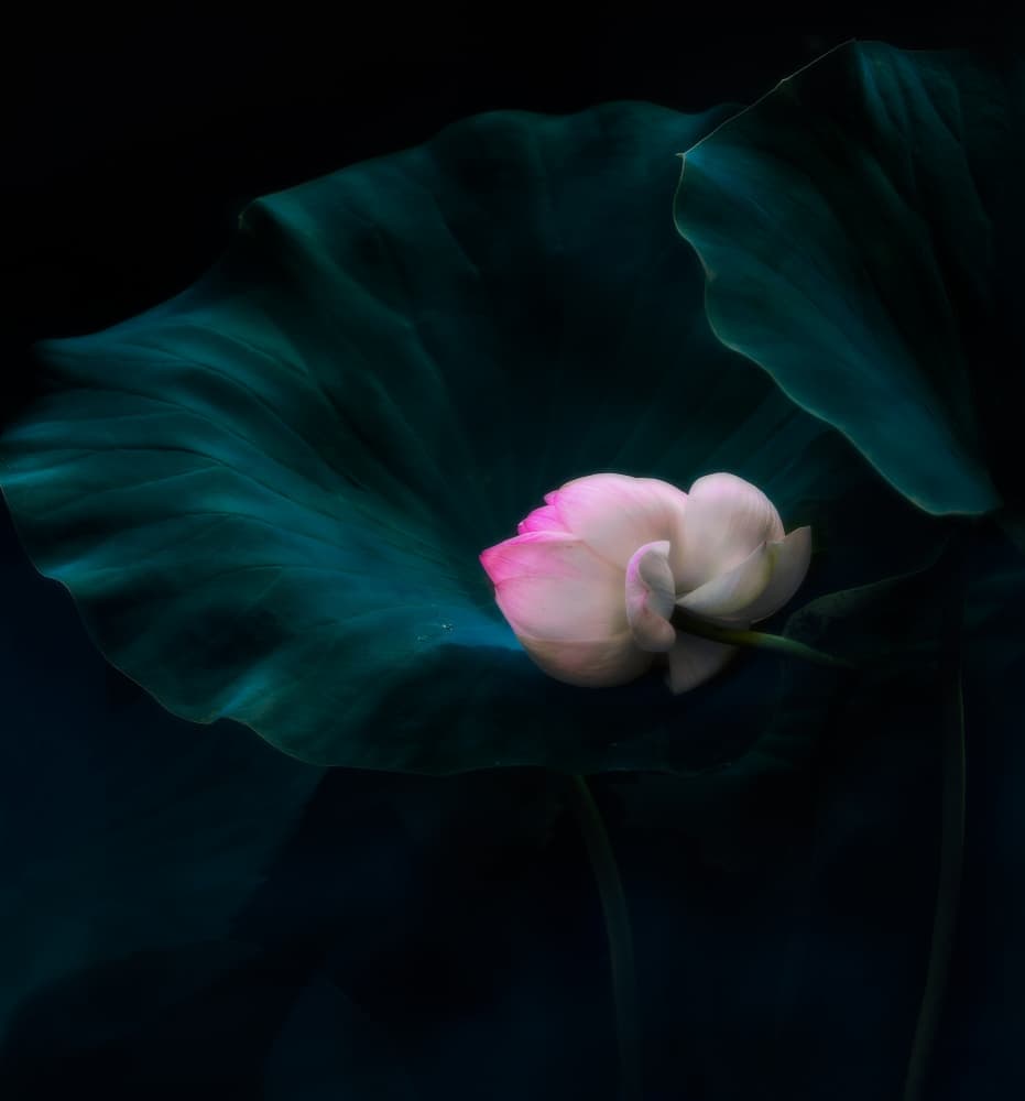 Elegant Pink Lotus by Yanny Liu — canvas wall art