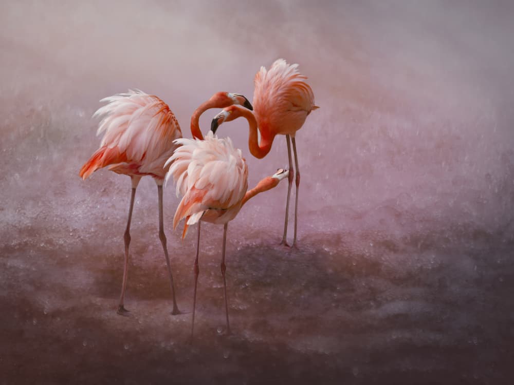 Elegant Pink Flamingos by Krystina Wisniowska — canvas wall art