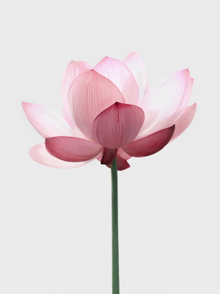 Lotus Flower by Kathrin Pienaar — canvas wall art