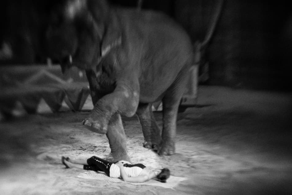 Circus Elephant Act by Codrin Lupei — canvas wall art