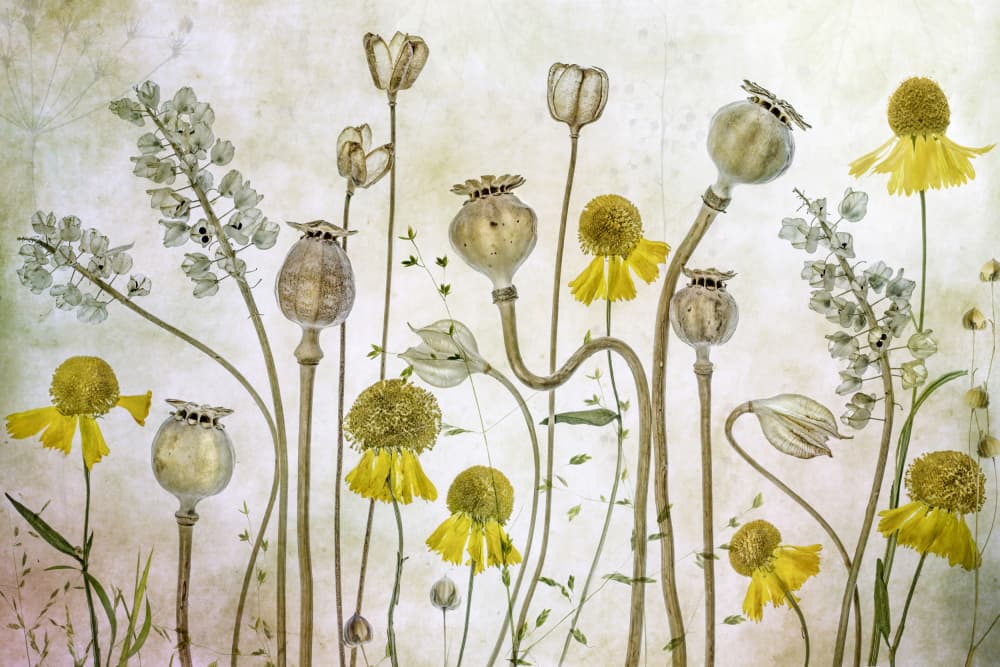 Poppies and Helenium by Mandy Disher — canvas wall art