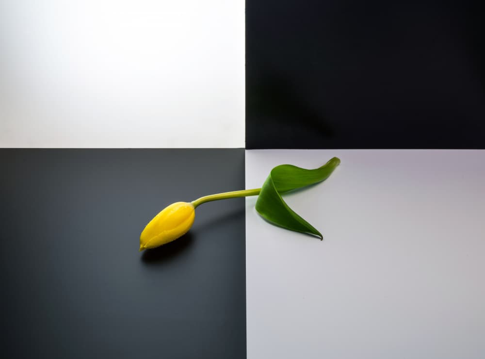 Yellow Tulip Contrast by Allan Li wp — canvas wall art