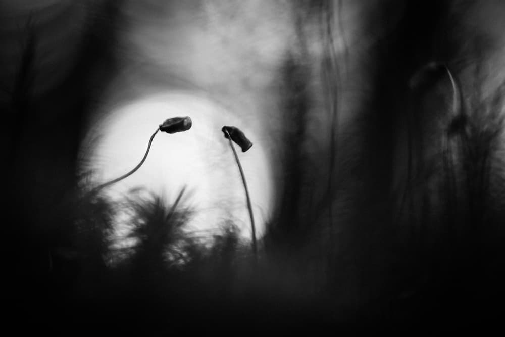 Ethereal Moss Stems by Siv Wester — canvas wall art