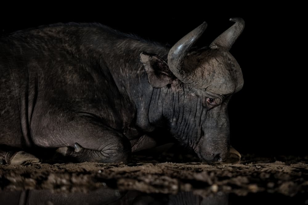 Powerful Night Buffalo by Jun Zuo — canvas wall art