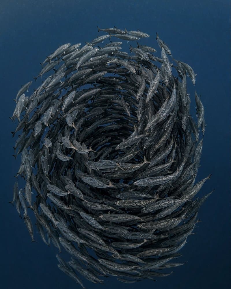 Swirling School of Fish by Jennifer Lu — canvas wall art