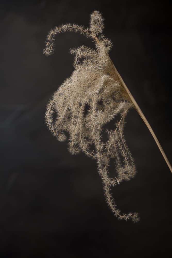 Delicate Dried Botanical by Mayra Pama — canvas wall art