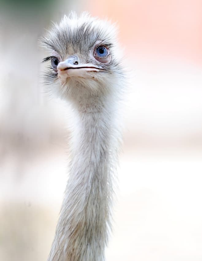 Blue-Eyed Rhea by Fulvio Pellegrini — canvas wall art