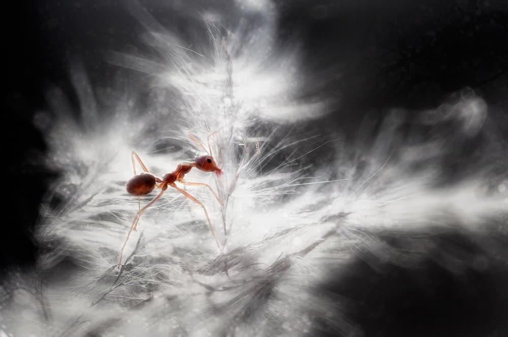 Red Ant on Dandelion Seed by Rooswandy Juniawan — canvas wall art