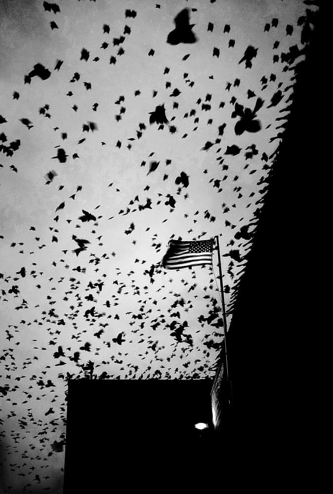 Flying Birds American Flag by Michael Burlak — canvas wall art