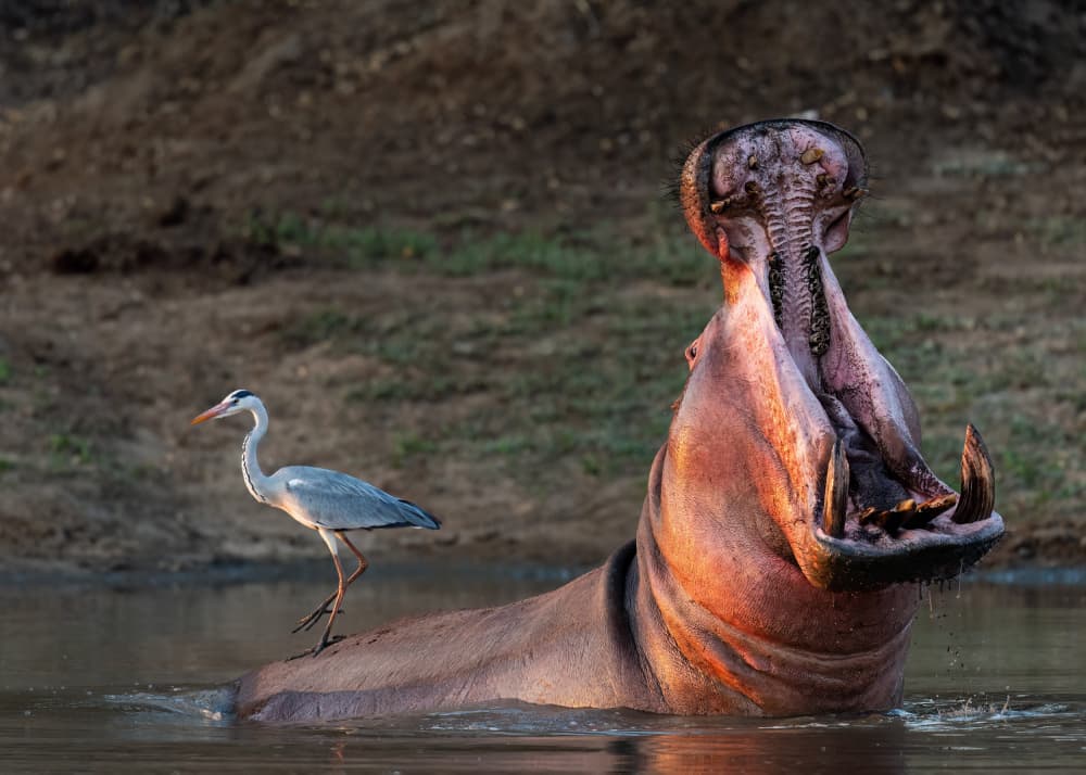Hippo Yawn And Bird by Massimo Felici — canvas wall art