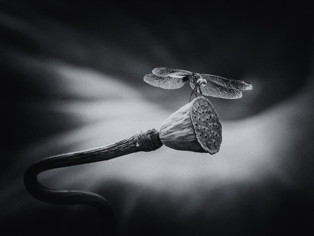 Elegant Dragonfly Lotus Pod by Xiaohong Zhang — canvas wall art