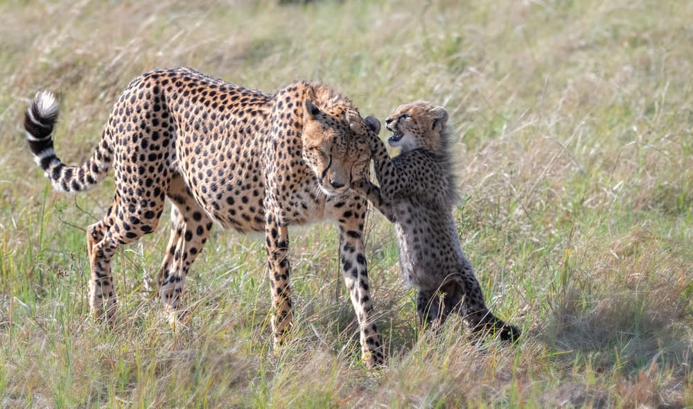 Playful Cheetah Cub by Jie Fischer — canvas wall art