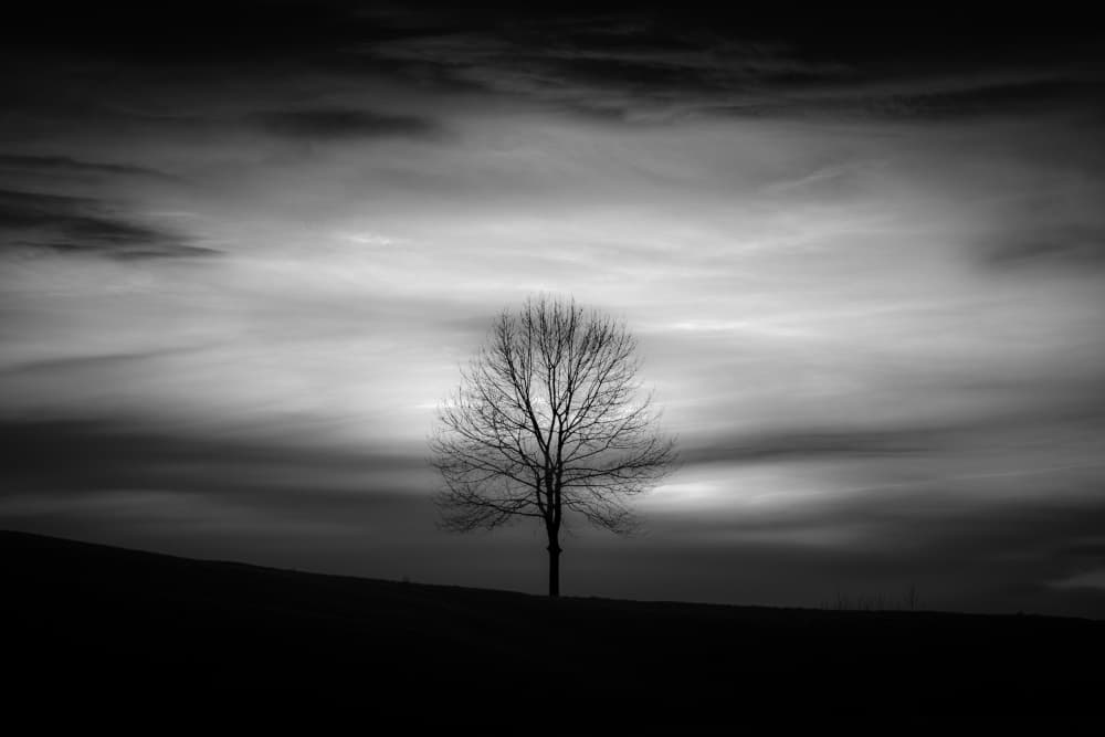 Solitary Winter Tree by Marco Antonio Cobo — canvas wall art