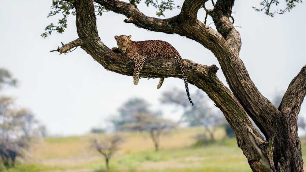 Leopard Resting In Tree by Gregor Kresal — canvas wall art