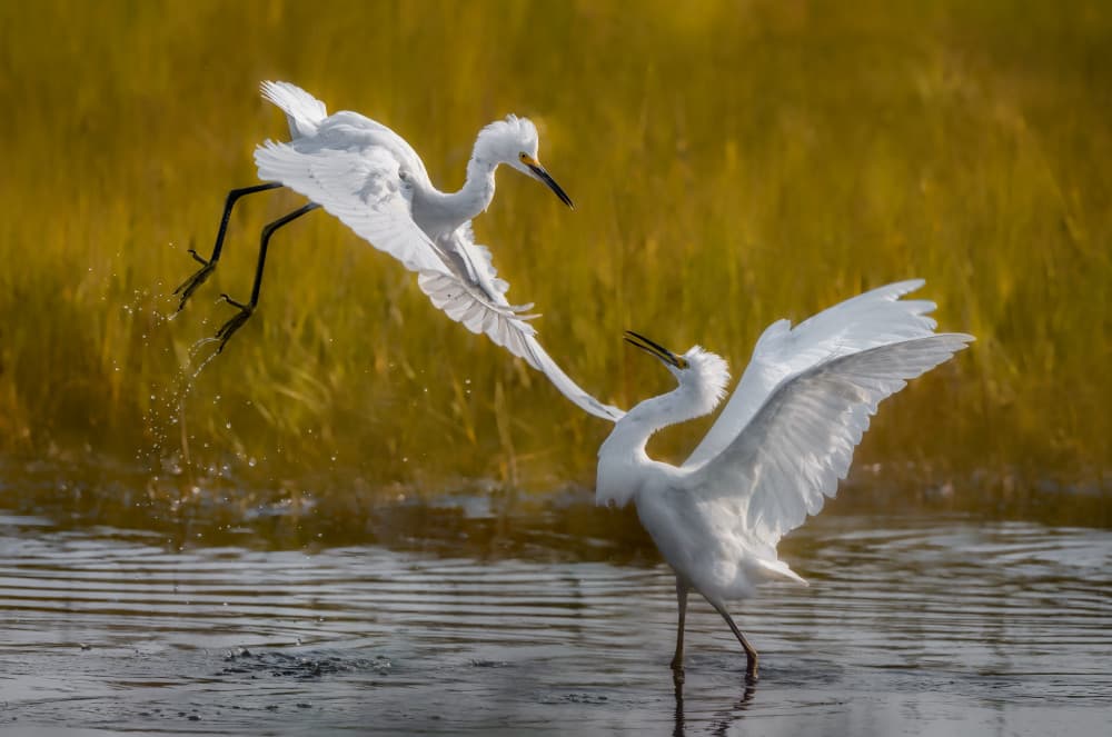 Egret Water Dance by Xiaobing Tian — canvas wall art