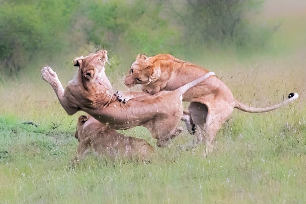 Lions Play Fighting by Jun Zuo — canvas wall art