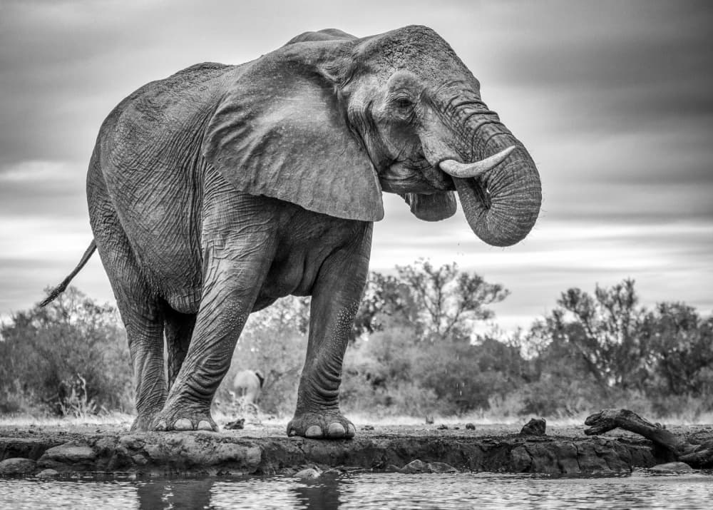 African Elephant Drinking by Jaco Marx — canvas wall art