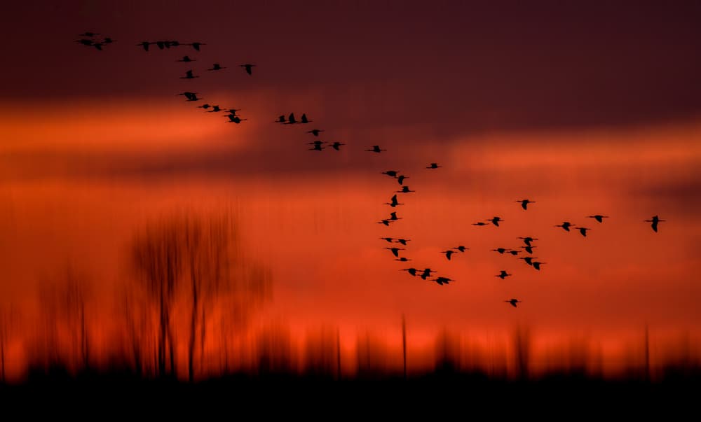 Sunset Birds In Motion by Serena Duan — canvas wall art