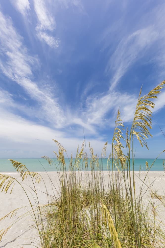 Coastal Grass and Sky by Melanie Viola — canvas wall art