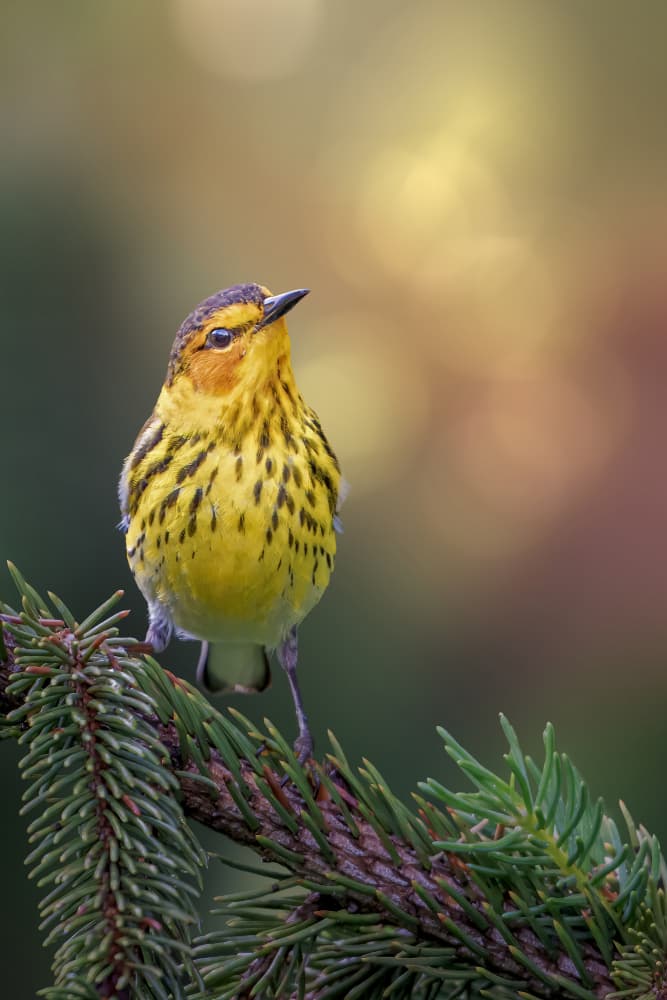 Yellow Warbler on Branch by Jacob (Jian) Xu — canvas wall art