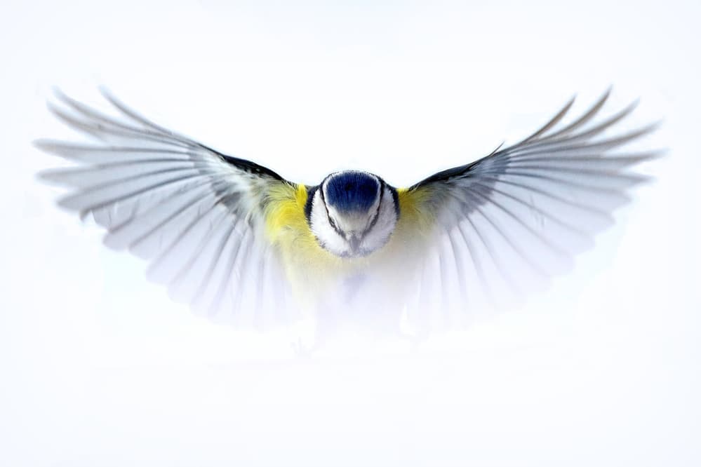 Graceful Blue Tit Flight by Barré Thierry — canvas wall art