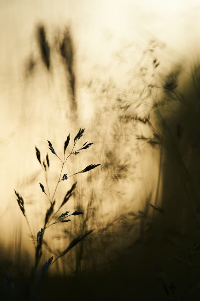 Golden Grass Silhouette by Luc Baekelandt — canvas wall art
