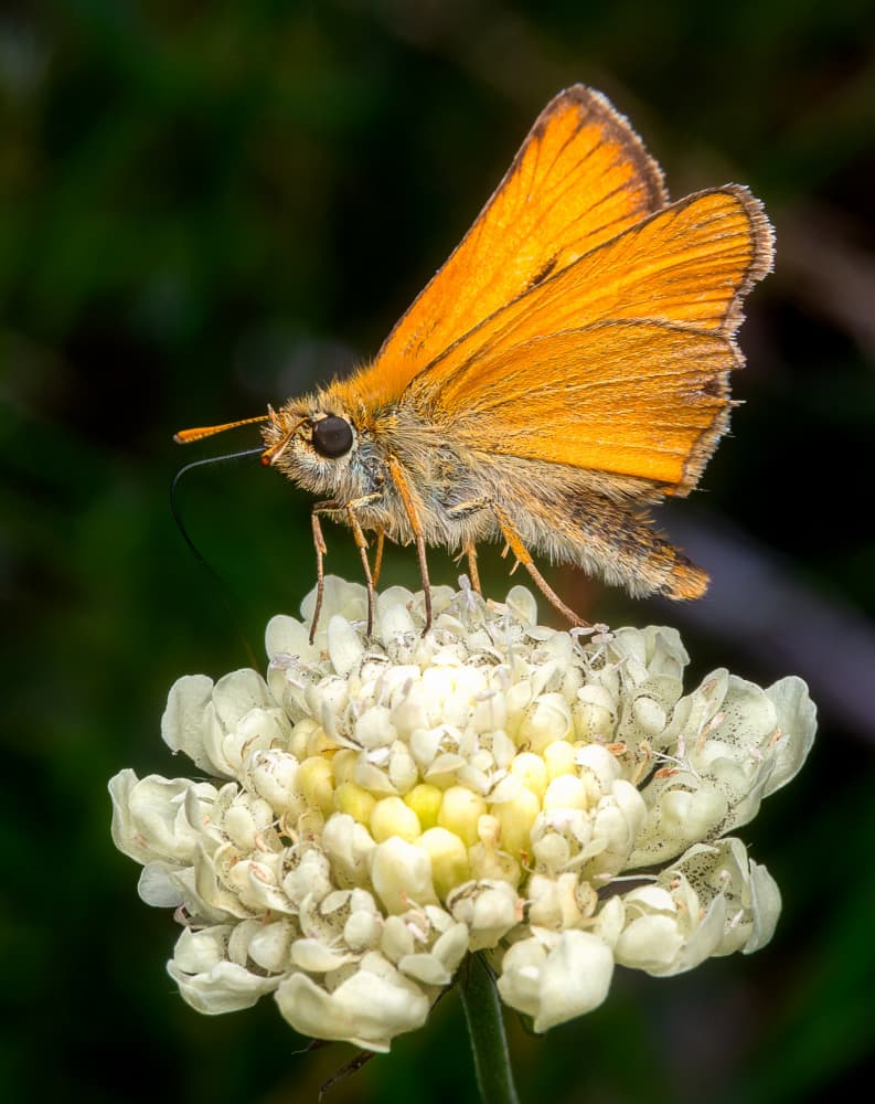 Vibrant Orange Skipper by Eduard Andrica — canvas wall art