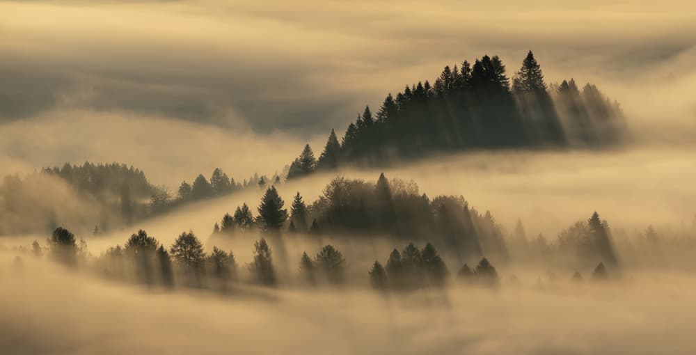 Golden Misty Forest by Wojciech Kruczynski — canvas wall art